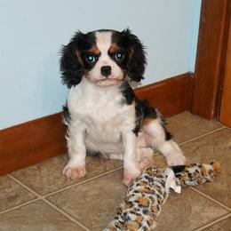 Buffy - Tri-color female Cavalier King Charles Spaniel puppy in Pleasant City, Ohio from cywood's ohio cavaliers