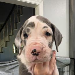 Stefan - Blue and white male Great Dane puppy in Longview, Texas from Lazy A Danes