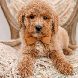 Easton - Red  male Goldendoodle puppy in Iola, Texas from Supreme Doodles of Texas