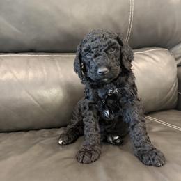 Goldendoodle and Poodle Puppies from Gentle Paw Goldendoodles