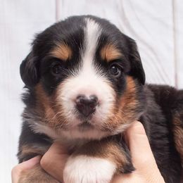Lt Blue Collar  3800 - Black rust and white male Bernese Mountain Dog puppy in Collinsville, Texas from Berner Dynasty