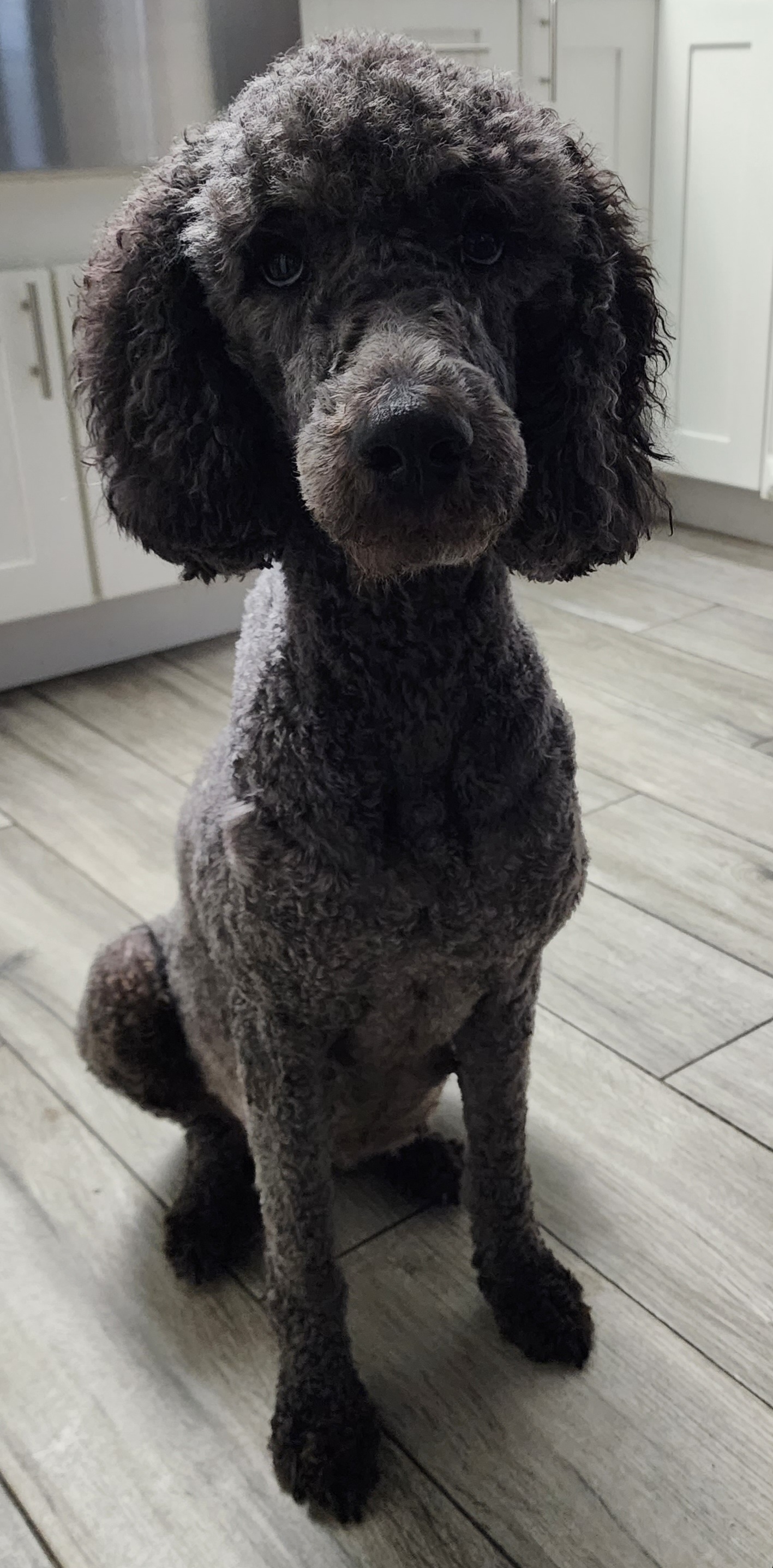 Rosie - Poodle