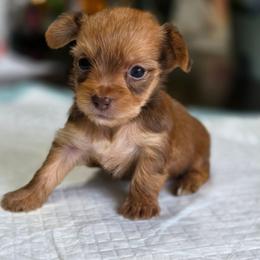 Chyna's Boy 1 - Gold male Yorkshire Terrier puppy in Aiken, South Carolina from Sio's Yorkies