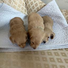 Boy 3 - Cream male Dachshund puppy in Marshfield, Missouri from Hilltop Kennel LLC