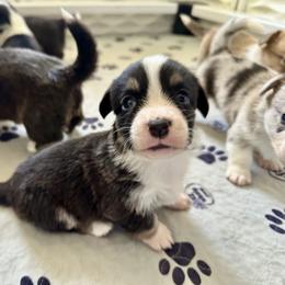 Harley - Black and white female Cardigan Welsh Corgi puppy in San Antonio, Texas from White Paws Cardigan Corgis