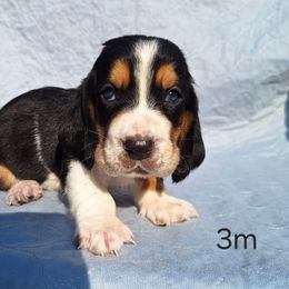 Captain - Black brown and white male Basset Hound puppy in Mack's Creek, Missouri from Mack's Creek Basset Hounds