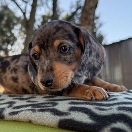 Basset Hounds and Dachshunds from Long Dog Ranch