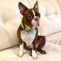 Mika - Boston Terrier