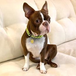 Mika - Boston Terrier
