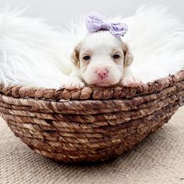 Zoey - Apricot female Cavapoo puppy in Statesville, North Carolina from Doodle Babies