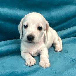 Degas (PRA Clear) - Piebald male Dachshund puppy in Memphis, Tennessee from River City Doxies