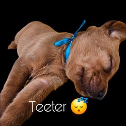 Teeter - Yellow female Labrador Retriever puppy in Sidney, Nebraska from Nebraska Strong Labradors