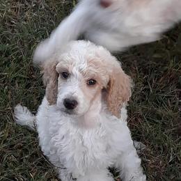 Poodle Puppies from Leah Reeves