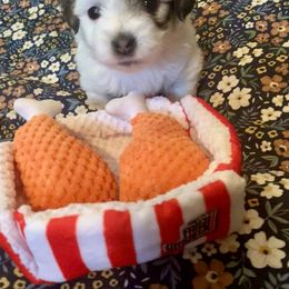 Coton de Tulear Puppies from Catawba Cotons