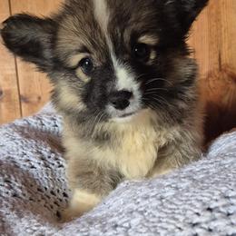 Fluffy possibly. Pending test results. Ella - Sable female Pembroke Welsh Corgi puppy in Checotah, Oklahoma from Skoal Creek Corgi's