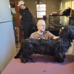 Star - Black male Skye Terrier puppy in Great Falls, Montana from Treasure State Kennels