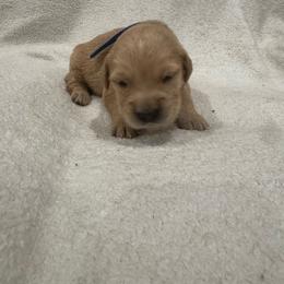 Dasher:Blue collar - Golden male Golden Retriever puppy in Monterey, Tennessee from Lawson’s Green Acres Goldens and Mini Dachshunds