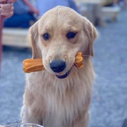 Bernice - Golden Retriever