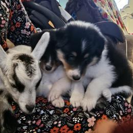 Boy 2 - Black white and tan male Collie puppy in Tennessee from Voneida Collies & Corgis