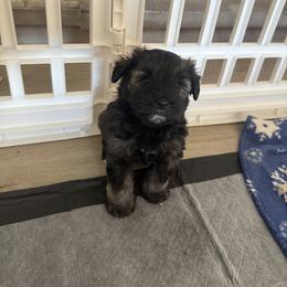 Girl 2 - female Miniature Schnauzer puppy in Glendale, Arizona from Pipes of Gizzie’s Swamp