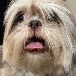 Lemon - Shih Tzu