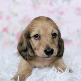 Brook - Red female Dachshund puppy in Richmond, Virginia from Irresistible Dachshunds & Cavaliers