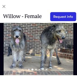 Great Danes and Irish Wolfhounds from Bre’s Bodacious’s Babies