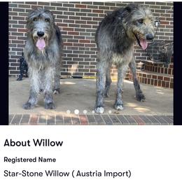 Great Danes and Irish Wolfhounds from Bre’s Bodacious’s Babies