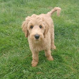 Dustin - Apricot male Goldendoodle puppy in Georgetown, Tennessee from Georgetown Designer & Purebred Puppies