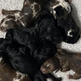Bernedoodles, Cavapoos, Cockapoos, and Poodles from Cavapoo Acres