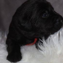 Red collar - Black female Labrador Retriever puppy in Suffolk County, New York from South Shore Labradors