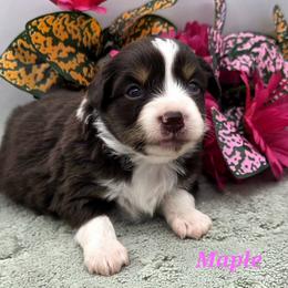 MAPLE - Red tri female Toy Australian Shepherd puppy in Viking, Minnesota from Son Shine Farm