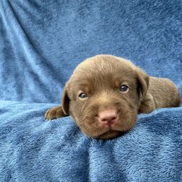 1 born female.. Litter in order of birth left to right - Chocolate female Labrador Retriever puppy in Antwerp, Ohio from Clark’s Loyal Labradors