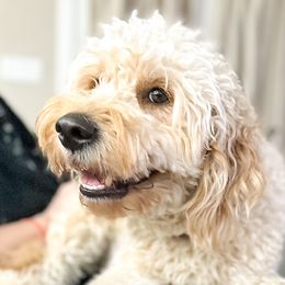 Tess - Goldendoodle