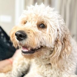 Tess - Goldendoodle