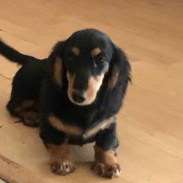 Dachshund Puppies from Jamie's Dachshunds