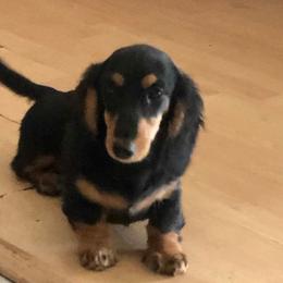 Dachshund Puppies from Jamie's Dachshunds