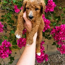 Crush - Red  female Poodle puppy in Mesa, Arizona from Desert Doodles