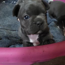 Mack - Blue male French Bulldog puppy in Cabool, Missouri from Shannon French Bulldogs