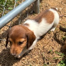 Jupiter - Piebald female Dachshund puppy in Flora, Indiana from Delightful Doxies
