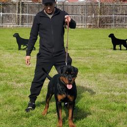 Rottweilers from Vom Hause Emerald