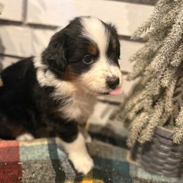 Pokus - Black tri male Miniature Australian Shepherd puppy in Oak Harbor, Washington from Happy-Go-Lucky Homestead