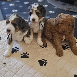 Aussiedoodle and Double Doodle Puppies from Parrish Precious Ones Texas