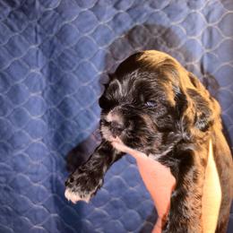 Cracker Jack - Black and white male Cocker Spaniel puppy in Hickory, North Carolina from Homegrown Spaniels