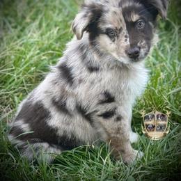 Romeo - Red merle male Miniature Australian Shepherd puppy in El Dorado Springs, Missouri from HP Aussie Kennels