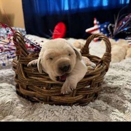 Boy 4 - Labrador Retriever puppy from Whistling Wings Retrievers, LLC.