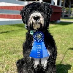 Autumn - Barbado da Terceira