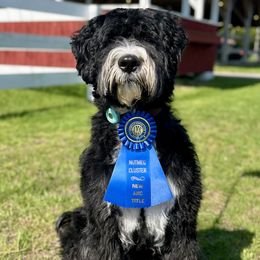 Autumn - Barbado da Terceira