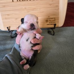Girl 3 - Brindle female Pug puppy in Auburn, Kentucky from Prentice Family Pugs, Bugs & Corgis