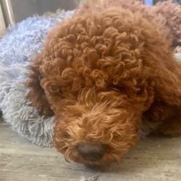 Labradoodle puppies from South Bay Doods
